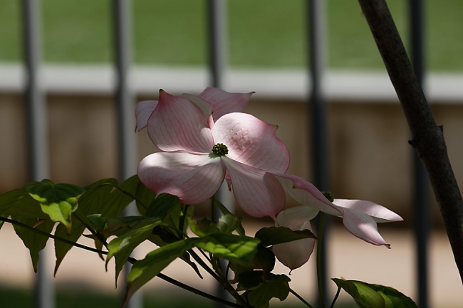 Jardin des Impressionnistes-MAI14-011